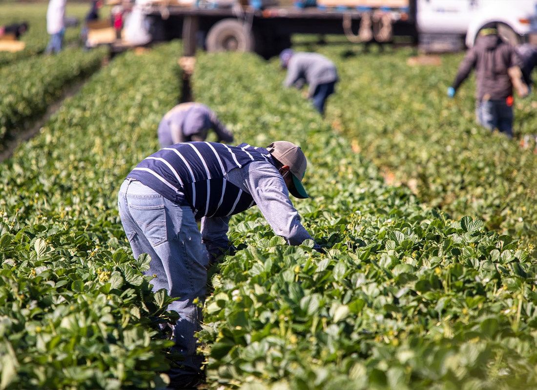 Insurance by Industry - Farm Workers Working in a Field and Picking Vegetables